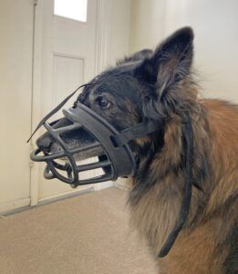 A 45-pound Belgian Tervuren wearing a large size basket muzzle.
