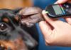 Best Dog Food for Diabetic Dogs Best Dog Food for Diabetic Dogs