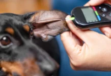 Best Dog Food for Diabetic Dogs Best Dog Food for Diabetic Dogs