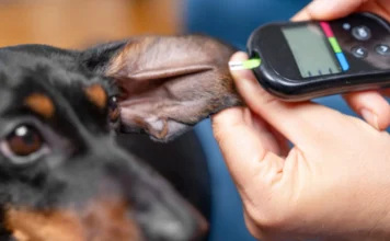 Best Dog Food for Diabetic Dogs Best Dog Food for Diabetic Dogs