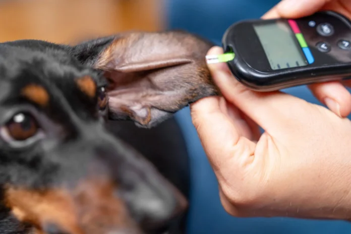 Best-Dog-Food-for-Diabetic-Dogs.webp Best Dog Food for Diabetic Dogs