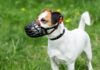 Best Dog Training Muzzles – Whole Dog Journal Best Dog Training Muzzles - Whole Dog Journal