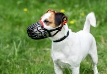 Best Dog Training Muzzles – Whole Dog Journal Best Dog Training Muzzles - Whole Dog Journal