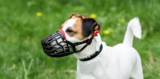 Best Dog Training Muzzles - Whole Dog Journal