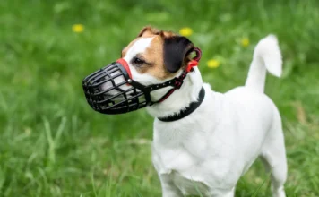 Best Dog Training Muzzles – Whole Dog Journal Best Dog Training Muzzles - Whole Dog Journal
