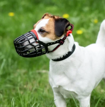 Best Dog Training Muzzles – Whole Dog Journal Best Dog Training Muzzles - Whole Dog Journal