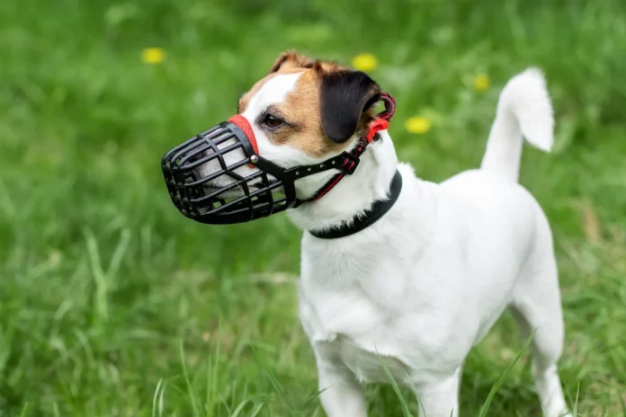 Best Dog Training Muzzles - Whole Dog Journal