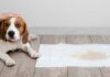 Best Puppy Pads For Potty Training Best Puppy Pads For Potty Training