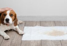 Best Puppy Pads For Potty Training Best Puppy Pads For Potty Training
