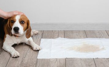 Best Puppy Pads For Potty Training Best Puppy Pads For Potty Training