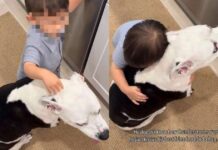 Big Dog Finds Comfort in Little Boy as He Hugs Her To Cope With Thunderstorm Big Dog Finds Comfort in Little Boy as He Hugs Her To Cope With Thunderstorm