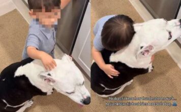 Big Dog Finds Comfort in Little Boy as He Hugs Her To Cope With Thunderstorm Big Dog Finds Comfort in Little Boy as He Hugs Her To Cope With Thunderstorm