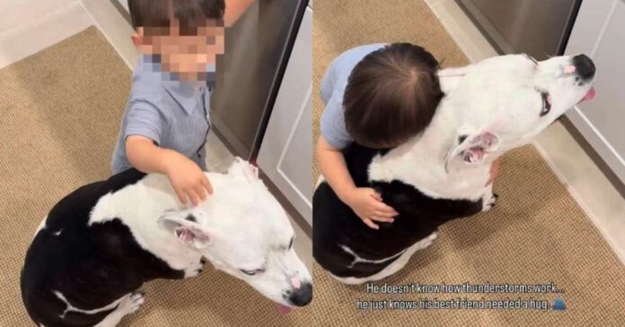 Big Dog Finds Comfort in Little Boy as He Hugs Her To Cope With Thunderstorm