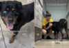 Blind Senior Dog Finds Shelter Overwhelming but Loves the Outside World Blind Senior Dog Finds Shelter Overwhelming but Loves the Outside World