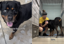 Blind Senior Dog Finds Shelter Overwhelming but Loves the Outside World Blind Senior Dog Finds Shelter Overwhelming but Loves the Outside World