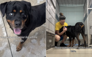 Blind Senior Dog Finds Shelter Overwhelming but Loves the Outside World Blind Senior Dog Finds Shelter Overwhelming but Loves the Outside World