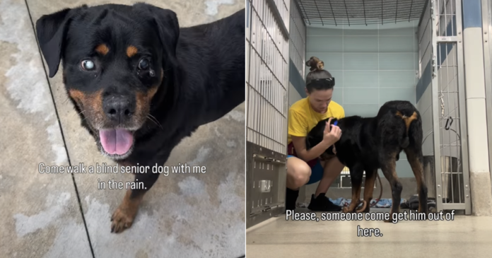 Blind-Senior-Dog-Finds-Shelter-Overwhelming-but-Loves-the-Outside.png Blind Senior Dog Finds Shelter Overwhelming but Loves the Outside World