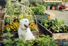 Can You Use Dog Poop as Fertilizer? Can You Use Dog Poop as Fertilizer?