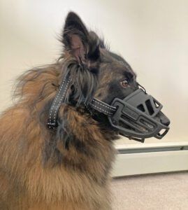 Belgian Tervuren wearing a soft basket dog muzzle.