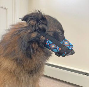 A Belgian Tervuren wearing a patterned sleeve muzzle.