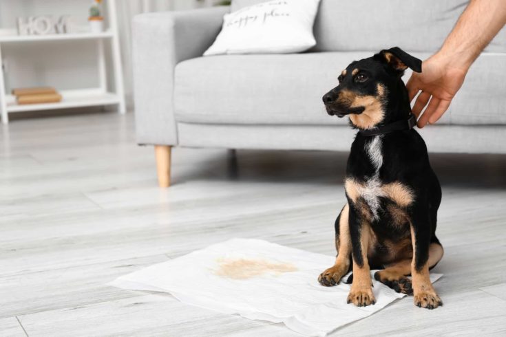 Cute dog near underpad with wet spot on floor e1647519187755