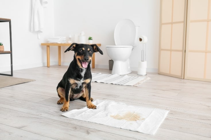 Cute dog near underpad with wet spot