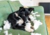Do Dogs Feel Guilt? – Whole Dog Journal Do Dogs Feel Guilt? - Whole Dog Journal