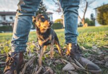 Do Dogs Smell Fear? – Whole Dog Journal Do Dogs Smell Fear? - Whole Dog Journal