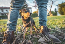 Do Dogs Smell Fear? – Whole Dog Journal Do Dogs Smell Fear? - Whole Dog Journal