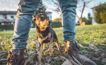 Do Dogs Smell Fear? – Whole Dog Journal Do Dogs Smell Fear? - Whole Dog Journal