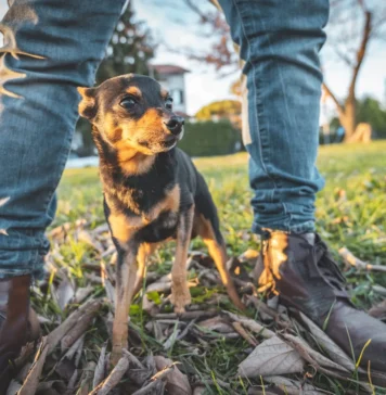 Do Dogs Smell Fear? – Whole Dog Journal Do Dogs Smell Fear? - Whole Dog Journal