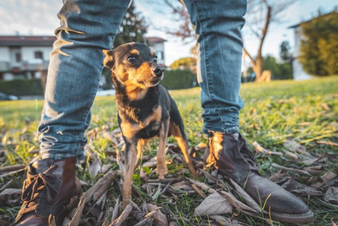 Do-Dogs-Smell-Fear-Whole-Dog-Journal.jpg Do Dogs Smell Fear? - Whole Dog Journal