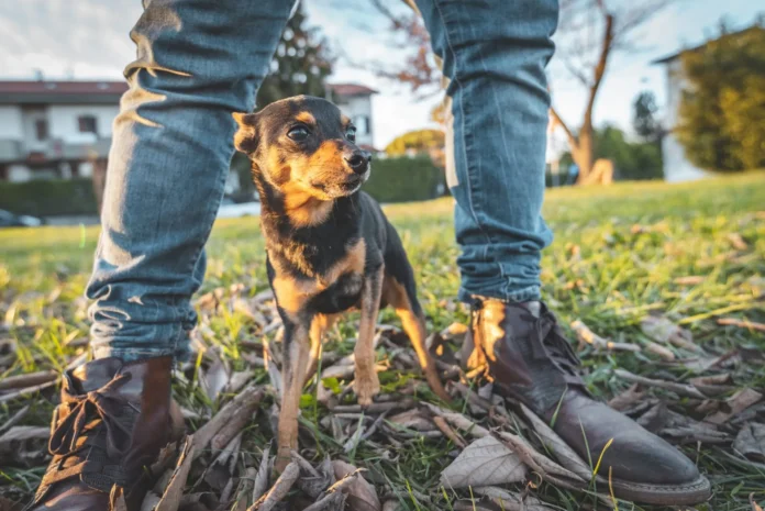 Do-Dogs-Smell-Fear-Whole-Dog-Journal.webp Do Dogs Smell Fear? - Whole Dog Journal