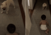 Dog Can’t Believe His Own Eyes Over Baby’s Crawling Milestone Dog Can't Believe His Own Eyes Over Baby's Crawling Milestone