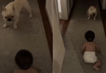 Dog Can’t Believe His Own Eyes Over Baby’s Crawling Milestone Dog Can't Believe His Own Eyes Over Baby's Crawling Milestone