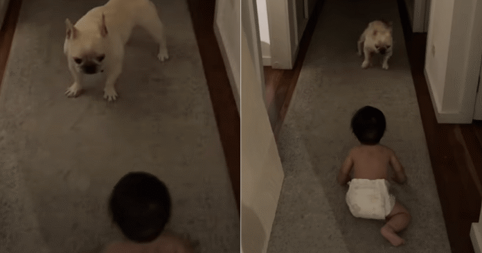 Dog Can't Believe His Own Eyes Over Baby's Crawling Milestone