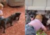 Dog Can’t Get Enough of His New Twin Toy & Wants Little Girl To Join the Fun Dog Can’t Get Enough of His New Twin Toy & Wants Little Girl To Join the Fun