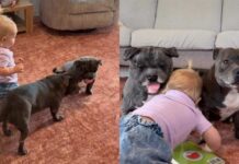 Dog Can’t Get Enough of His New Twin Toy & Wants Little Girl To Join the Fun Dog Can’t Get Enough of His New Twin Toy & Wants Little Girl To Join the Fun