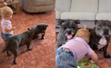 Dog Can’t Get Enough of His New Twin Toy & Wants Little Girl To Join the Fun Dog Can’t Get Enough of His New Twin Toy & Wants Little Girl To Join the Fun