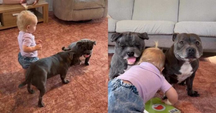 Dog Can’t Get Enough of His New Twin Toy & Wants Little Girl To Join the Fun