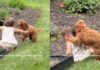 Dog Chases Toddler in the Backyard Until She Falls, Then Comforts Her With Sweet Kisses Dog Chases Toddler in the Backyard Until She Falls, Then Comforts Her With Sweet Kisses