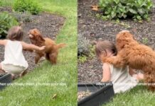 Dog Chases Toddler in the Backyard Until She Falls, Then Comforts Her With Sweet Kisses Dog Chases Toddler in the Backyard Until She Falls, Then Comforts Her With Sweet Kisses