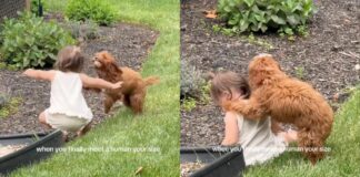 Dog Chases Toddler in the Backyard Until She Falls, Then Comforts Her With Sweet Kisses Dog Chases Toddler in the Backyard Until She Falls, Then Comforts Her With Sweet Kisses