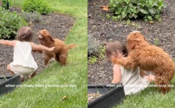 Dog Chases Toddler in the Backyard Until She Falls, Then Comforts Her With Sweet Kisses Dog Chases Toddler in the Backyard Until She Falls, Then Comforts Her With Sweet Kisses