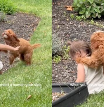 Dog Chases Toddler in the Backyard Until She Falls, Then Comforts Her With Sweet Kisses Dog Chases Toddler in the Backyard Until She Falls, Then Comforts Her With Sweet Kisses