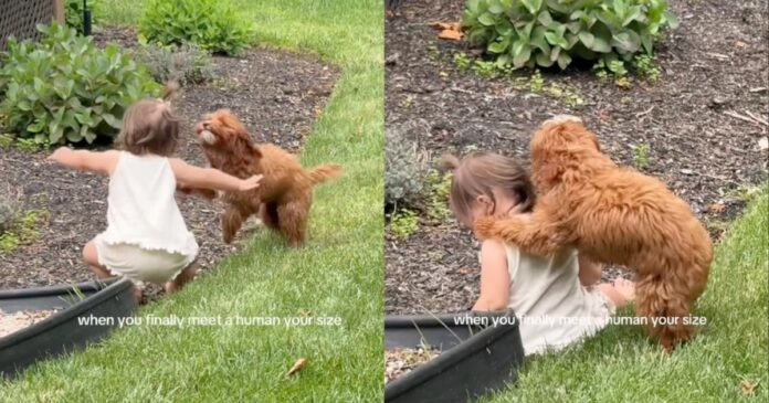 Dog Chases Toddler in the Backyard Until She Falls, Then Comforts Her With Sweet Kisses