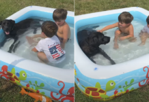 Dog Crashes the Neighbours’ Kids’ Pool Party & Becomes the Main Attraction Dog Crashes the Neighbours' Kids' Pool Party & Becomes the Main Attraction