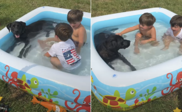 Dog Crashes the Neighbours’ Kids’ Pool Party & Becomes the Main Attraction Dog Crashes the Neighbours' Kids' Pool Party & Becomes the Main Attraction
