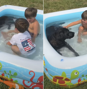 Dog Crashes the Neighbours’ Kids’ Pool Party & Becomes the Main Attraction Dog Crashes the Neighbours' Kids' Pool Party & Becomes the Main Attraction