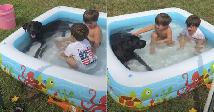 Dog Crashes the Neighbours' Kids' Pool Party & Becomes the Main Attraction